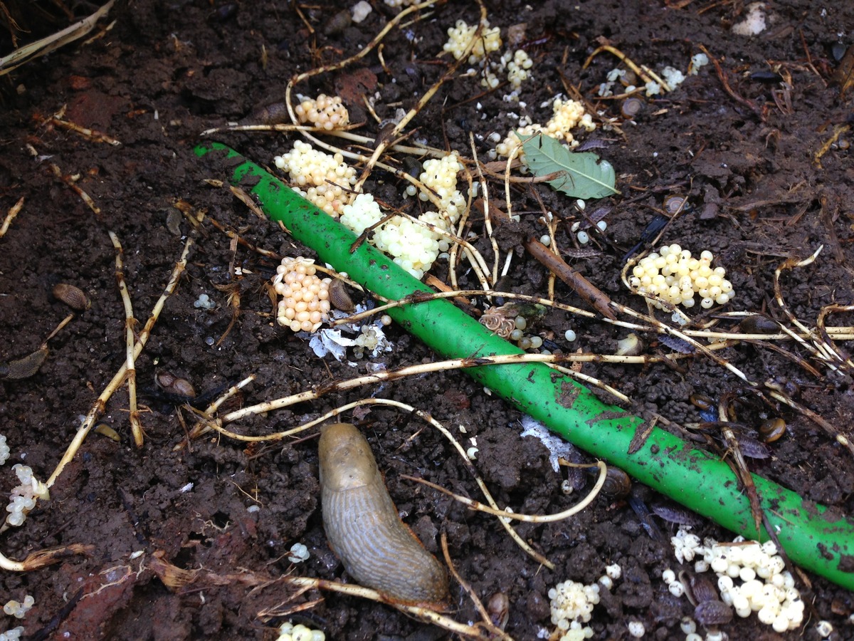 Slug eggs